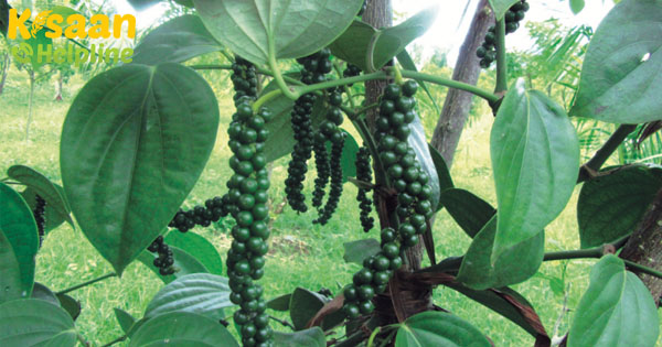 काली मिर्च की खेती के बारे में सब कुछ जानें और काली मिर्च की खेती से संबंधित कुछ बीमारियों को कैसे रोकें